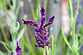 LAVANDULA STOECHAS HELMSDALE