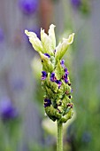 LAVANDULA STOECHAS TIARA