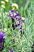 LAVANDULA STOECHAS LILAC WINGS