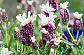 LAVANDULA STOECHAS BARCELONA BRIDAL PINK