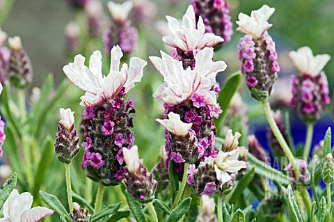 LAVANDULA_STOECHAS_BARCELONA_BRIDAL_PINK