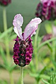 LAVANDULA STOECHAS BARCELONA ROSE