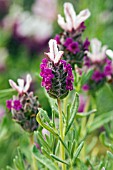 LAVANDULA STOECHAS KEW RED