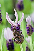 LAVANDULA STOECHAS LACE