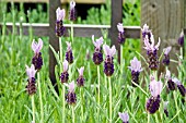 LAVANDULA STOECHAS LACE