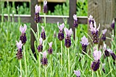 LAVANDULA STOECHAS LACE