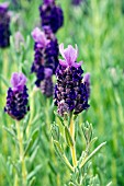 LAVANDULA STOECHAS LIBERTY