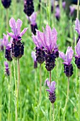 LAVANDULA STOECHAS MADRID PURPLE