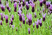 LAVANDULA STOECHAS MADRID PURPLE