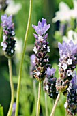 LAVANDULA DENTATA LINDA LIGON