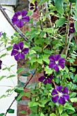 CLEMATIS ETOILE VIOLETTE GROWING THROUGH A TREE