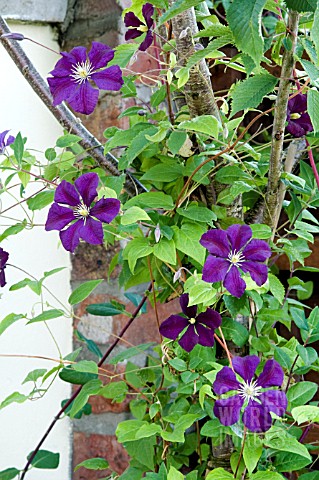 CLEMATIS_ETOILE_VIOLETTE_GROWING_THROUGH_A_TREE