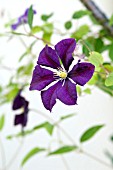 CLEMATIS VITICELLA ETOILE VIOLETTE