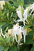 LONICERA CREAM CASCADE