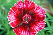 DIANTHUS CHINENSIS