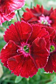 DIANTHUS CHINENSIS