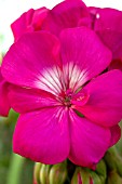 PELARGONIUM LILAC ROSE