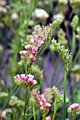 LIMONIUM SINUATUM