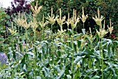 SWEETCORN LARK F1