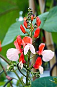 RUNNER BEAN FLOWER PAINTED LADY