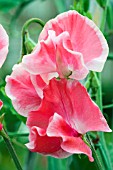 LATHYRUS ODORATUS DAILY MAIL