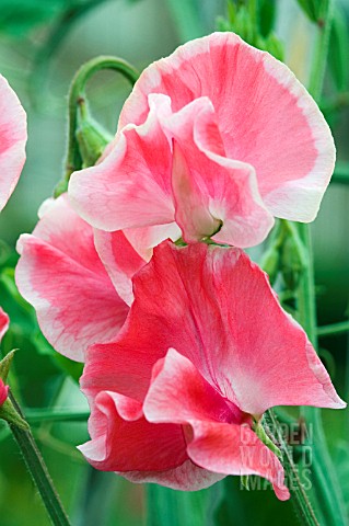 LATHYRUS_ODORATUS_DAILY_MAIL