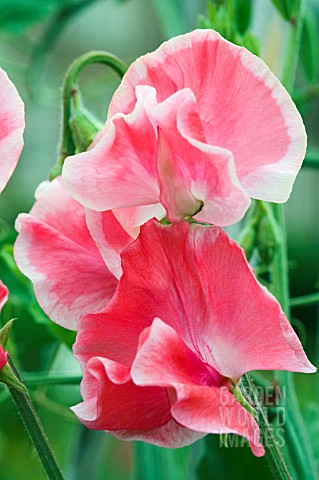 LATHYRUS_ODORATUS_DAILY_MAIL