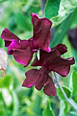 LATHYRUS ODORATUS MIDNIGHT