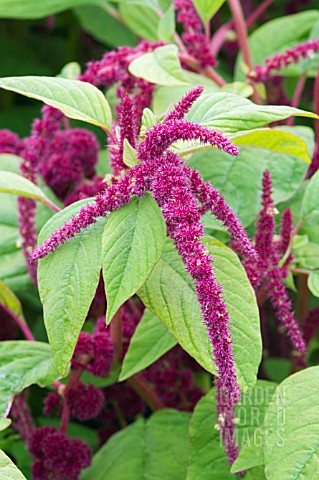 AMARANTHUS_CANDATUS