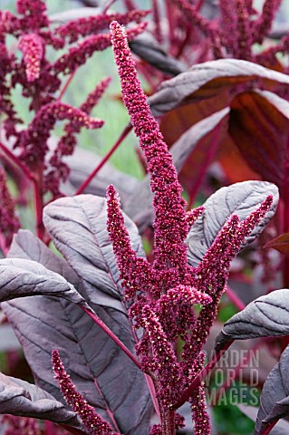 AMARANTHUS_HYPOCONDRIACUS_INTENSE_PURPLE