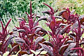 AMARANTHUS HYPOCONDRIACUS INTENSE PURPLE