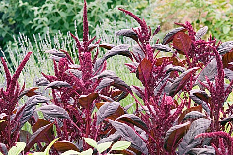 AMARANTHUS_HYPOCONDRIACUS_INTENSE_PURPLE