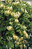 LONICERA CREAM CASCADE