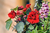 NASTURTIUM RED WONDER