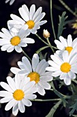 LEUCANTHEMUM VULGARE