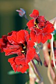 NASTURTIUM RED WONDER