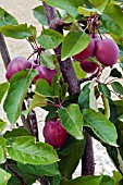 RUSSIAN APPLE KULDZHINKA KRUPNOPLO   ST. PETERSBURG