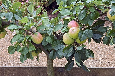 STEPOVER_APPLE__VARIETY_CLAYGATE_PEARMAIN