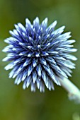 ECHINOPS FLOWERHEAD