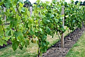 VITIS VINIFERA, (GRAPE VINES)