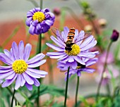 HOVERFLY ON BRACHYSCOME ANGUSTIFOLIUM MAUVE MYSTIQUE