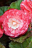 BEGONIA NON STOP ROSE