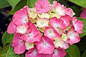 HYDRANGEA HORTENSIA KING GEORGE