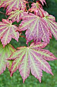 ACER JAPONICUM LEAVES IN AUTUMN