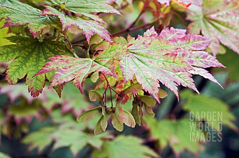 ACER_JAPONICUM_LEAVES_AND_WINGED_SEEDS_IN_AUTUMN