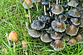 COPRINUS ATRAMENTARIUS FUNGI