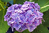 HYDRANGEA MACROPHYLLA ALPENGLUHEN