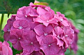 HYDRANGEA MACROPHYLLA HAMBURG