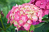 HYDRANGEA MACROPHYLLA HEINRICH SEIDEL