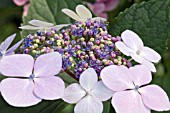 HYDRANGEA MACROPHYLLA BENELUX